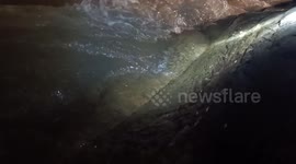 Migrating shrimps march along rocks next to waterfall