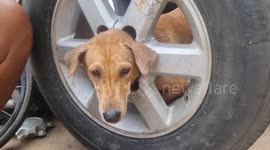 Paw wheel drive! Mechanic rescues hapless dog with head stuck in alloy wheel