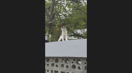 Superhero Kitten Patrols Neighborhood