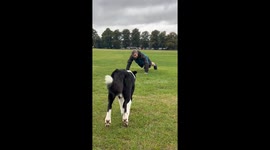 Border Collie Helps With Push-Ups