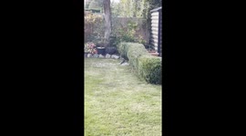 hawk eating a bird in the garden