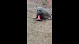 Silly seal relaxes with traffic cones following a lengthy stay at sea