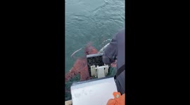 Massive Pacific cctopus accidentally hooked, safely released in Alaska