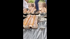 Company Removes Bats From Roof Tiles