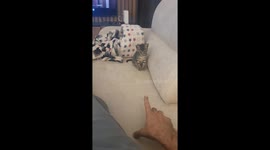 Amasing funny little Cat