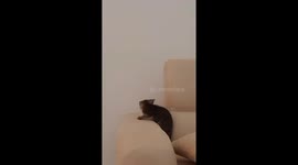 Little Cat try to reach her tail, she is so cute