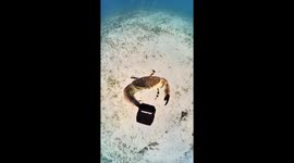Crab Steals Diver's Camera