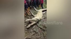 Giant crocodile shot dead after killing farmer, 45, and holding body in jaws in Indonesia