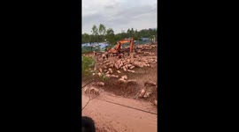 Locals rescue 8,000 pigs from farm flooded by Typhoon Yagi in Vietnam