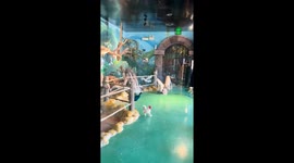 Hungry pelican eats pigeon before being forced to spit out bird
