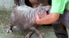 Hungry baby hippo nibbles on zookeeper's leg