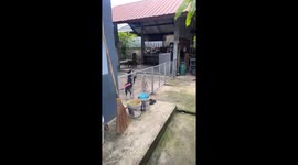 Excited Shiba Inu pet dogs jump up and down when owner returns
