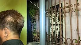 Firemen rescue cat impaled on iron railings in Thailand