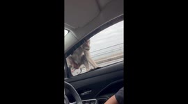 Monkeys hitch ride clinging to car window