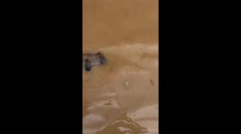 Drowning rat found clinging to log in typhoon floods