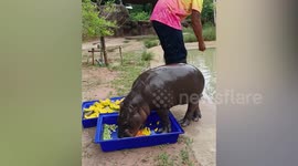 Hapless baby hippo hits himself in the head with food tray