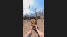 Lioness petting interaction in Stanton, Missouri