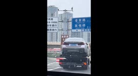 Cat swiftly catches cockroach in southern China