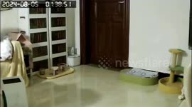 Cat swiftly catches cockroach in southern China