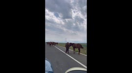 Sleeping foal wakes up on Chinese road