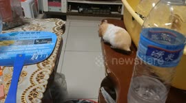 Hamster falls short in table jump attempt in Liaoning, China