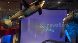 Chinese Film Week opens in Canberra