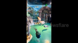 Tourist intervenes as pesky pelican tries to swallow pigeon in its enclosure at Chinese animal park