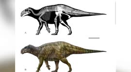 First early hadrosauridae dinosaur discovered in SW China officially named