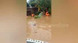 Pig rescued from floods caused by typhoon in Thailand