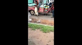 Captured crocodile leaps from rickshaw in India