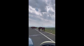 Wild horses block rural road in Inner Mongolia