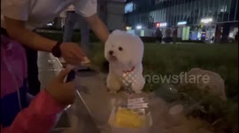 Pet dog celebrates birthday with owner and passersby