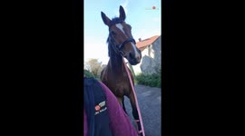Dutch Warmblood gets spooked by the same log he sees everyday
