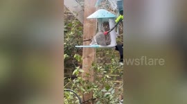 Plumber builds Alexa-controlled water gun to shoo pesky squirrels