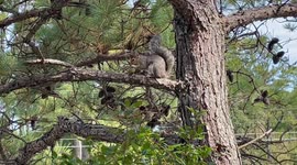 Cute Squirrel Eating Immature Pine Cone in Tall Pine Tree Dewey Beach, Delaware USA