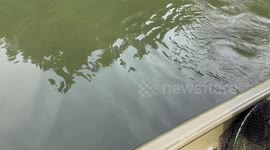 Bear Bobs and Dives Near Fishing Boat