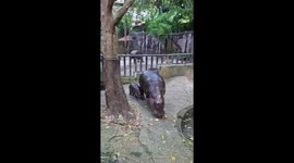 Baby hippo Moo Deng gets angry at monkey who steals her bananas