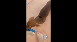 Broom Is Dachshund's Enemy