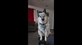 Man Shares Blueberry Muffins With Dog