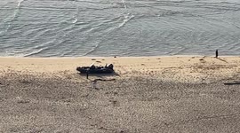 Drug smugglers' boat on the beach at Sennen Cove, Cornwall after dramatic chase