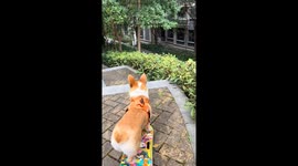 Skate Corgi Conquers Staircase