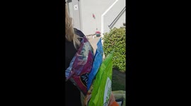 Duck Army Hopes For Food