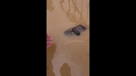 Local rescues small rat drowning during amid flood
