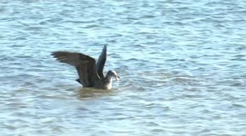 A Pacific Gull’s bitey breakfast – plunge-diving, catching and eating a crab.