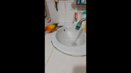 Pet parrot slides into bathroom sink to take a shower