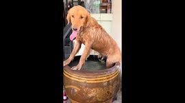 Golden Retriever climbs into garden pot but finds himself stuck