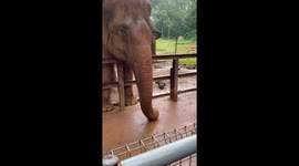 Hungry elephant crushes dropped smartphone it mistakes for a snack