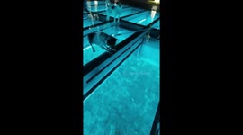 Pet dog scared of glass walkway leaps from beam to beam