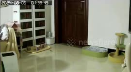 Pet cat catches cockroaches in family's home