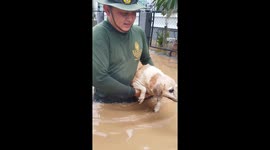Stranded pet dog found clinging to fence during Thailand floods
